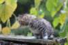 serah6weeks20934_small.jpg