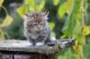 serah6weeks20935_small.jpg
