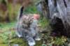 serah6weeks20944_small.jpg