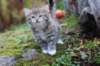 serah6weeks20945_small.jpg
