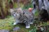 serah6weeks20946_small.jpg