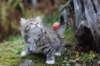serah6weeks20947_small.jpg