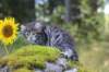 simeonboy55weeks1698_small.jpg