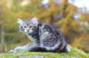 simeon9weeks111024_small.jpg