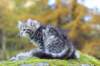 simeon9weeks111025_small.jpg