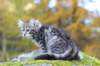 simeon9weeks111027_small.jpg