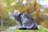 simeon9weeks111028_small.jpg
