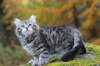simeon9weeks111031_small.jpg