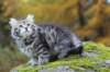 simeon9weeks111032_small.jpg