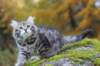 simeon9weeks111033_small.jpg
