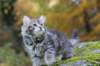 simeon9weeks111035_small.jpg