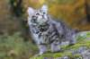 simeon9weeks111036_small.jpg