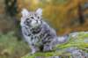 simeon9weeks111037_small.jpg
