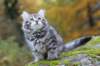 simeon9weeks111038_small.jpg