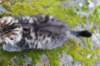 simeon9weeks111044_small.jpg