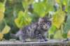 simonboy6weeks20926_small.jpg