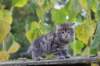 simonboy6weeks20927_small.jpg