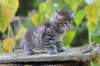 simonboy6weeks20928_small.jpg