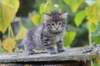 simonboy6weeks20929_small.jpg