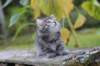 simonboy6weeks20930_small.jpg