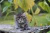 simonboy6weeks20931_small.jpg