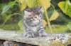 simonboy6weeks20932_small.jpg