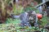 simonboy6weeks20933_small.jpg