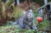 simonboy6weeks20934_small.jpg