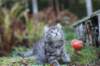 simonboy6weeks20935_small.jpg