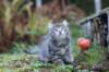 simonboy6weeks20936_small.jpg