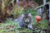 simonboy6weeks20937_small.jpg