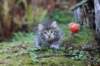 simonboy6weeks20938_small.jpg