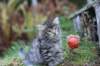 simonboy6weeks20939_small.jpg