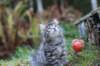 simonboy6weeks20941_small.jpg