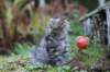 simonboy6weeks20942_small.jpg