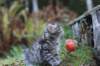 simonboy6weeks20943_small.jpg