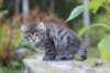 simonboy6weeks20945_small.jpg