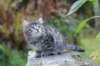simonboy6weeks20946_small.jpg