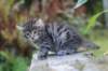 simonboy6weeks20948_small.jpg