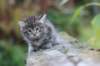 simonboy6weeks20949_small.jpg