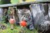 simonboy6weeks20951_small.jpg