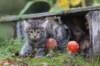simonboy6weeks20959_small.jpg