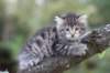 simonboy6weeks20960_small.jpg