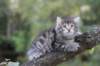 simonboy6weeks20961_small.jpg