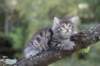 simonboy6weeks20962_small.jpg