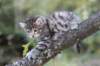 simonboy6weeks20964_small.jpg