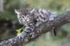 simonboy6weeks20966_small.jpg