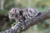 simonboy6weeks20967_small.jpg
