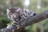 simonboy6weeks20968_small.jpg