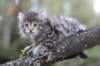 simonboy6weeks20970_small.jpg